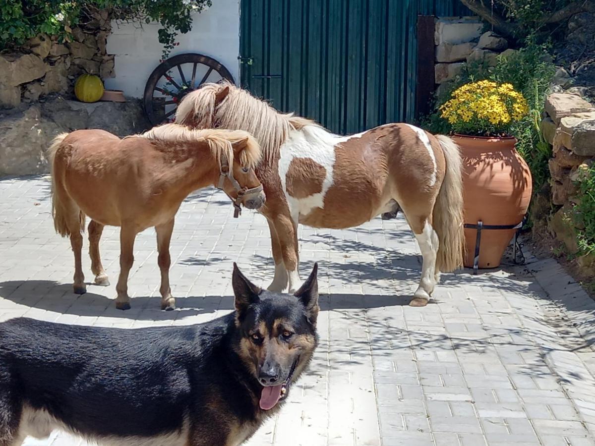 Casinha De Campo- Quintinha Dos Cavalos- Аруда дос Виньос Екстериор снимка