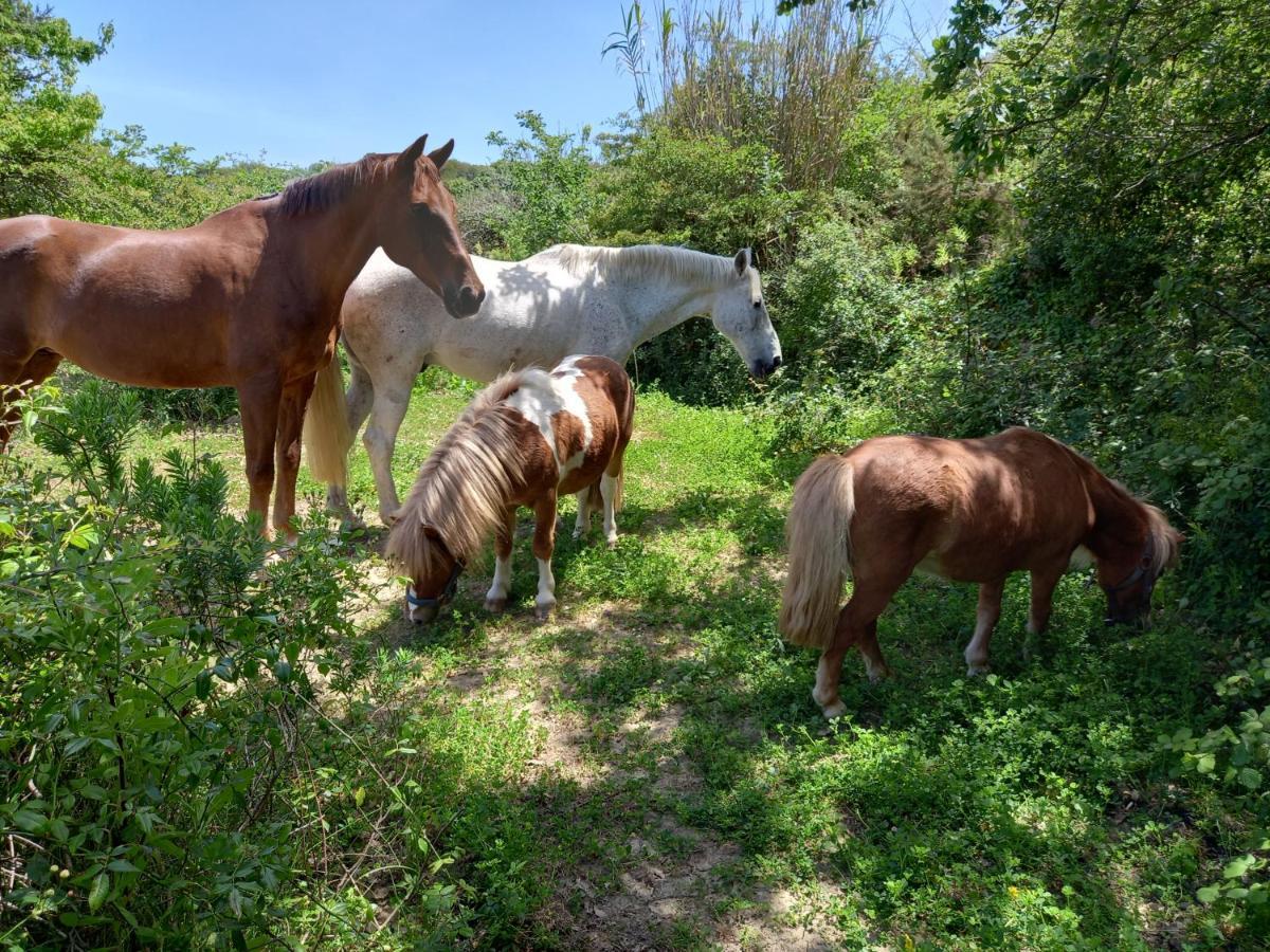 Casinha De Campo- Quintinha Dos Cavalos- Аруда дос Виньос Екстериор снимка