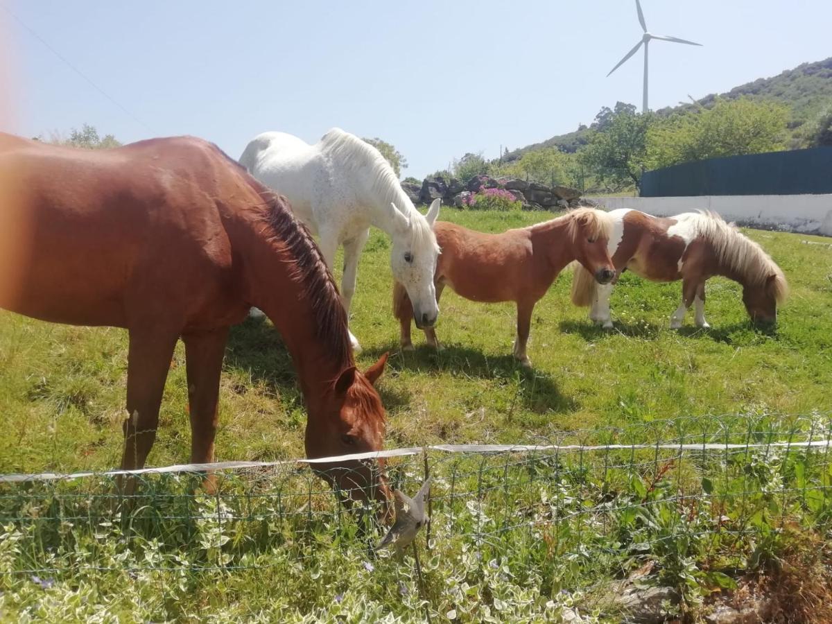 Casinha De Campo- Quintinha Dos Cavalos- Аруда дос Виньос Екстериор снимка